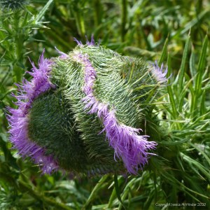 Multiple-headed thistle flower