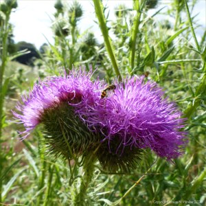 Multiple-headed thistle flower