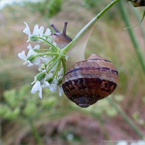 Common British snails