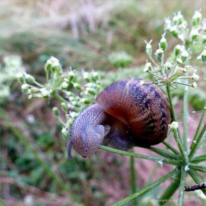 Common British snails