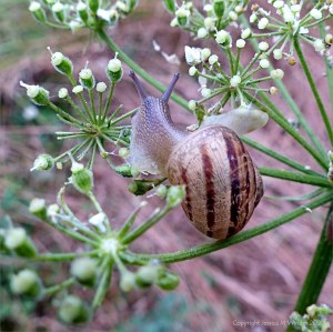 Common British snails
