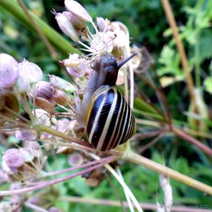 Common British snails