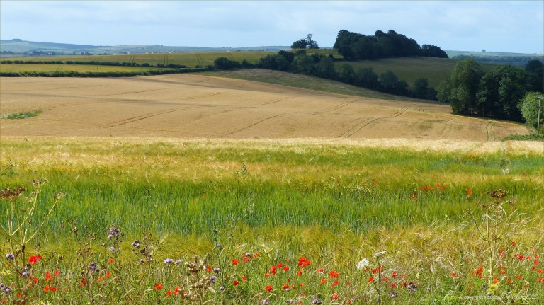 Dorset countryside scenes in summer