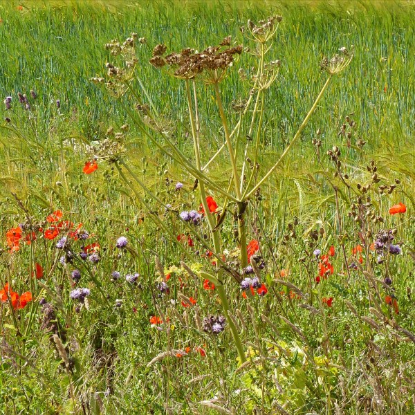 Dorset countryside scenes in summer