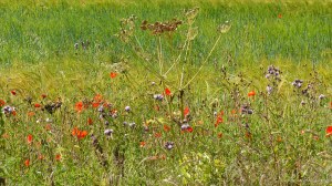 Dorset countryside scenes in summer