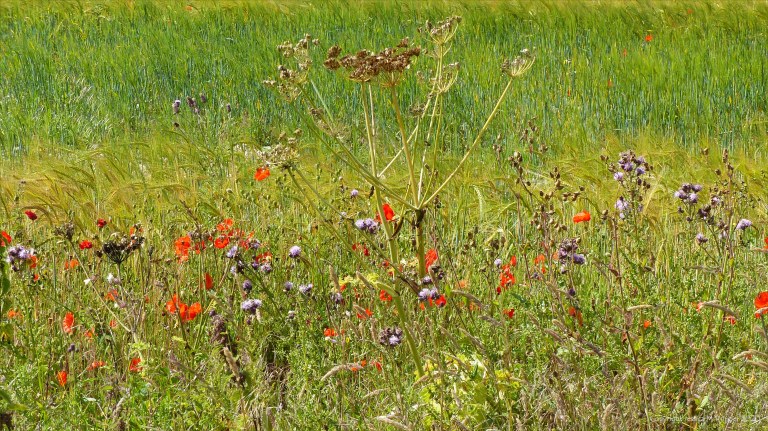 Dorset countryside scenes in summer