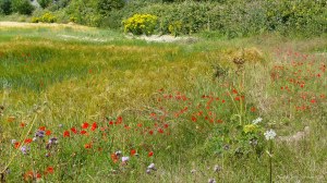 Dorset countryside scenes in summer