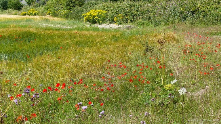 Dorset countryside scenes in summer