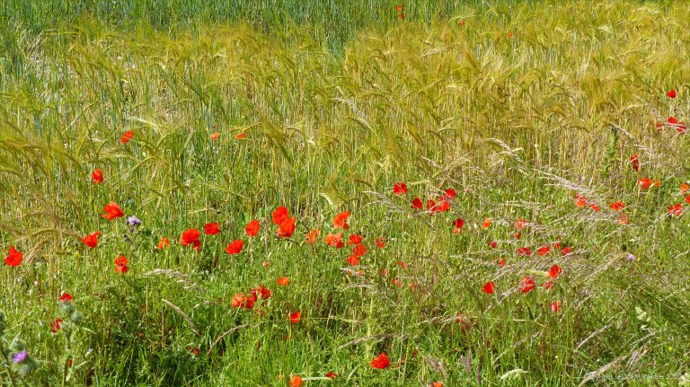 Dorset countryside scenes in summer