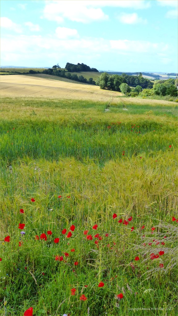 Dorset countryside scenes in summer