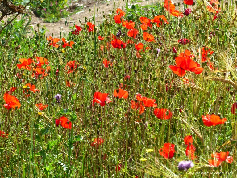 Wild poppies in a barley field