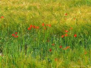 Wild poppies in a barley field