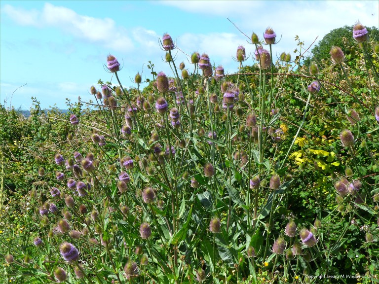 Wild Teasel (Dipsacus fullonum)