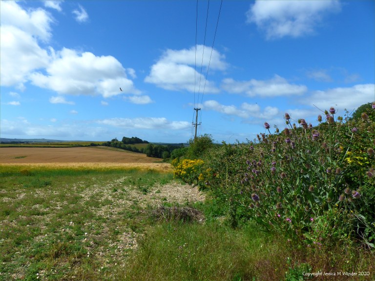 Hedgerow with Wild Teasel (Dipsacus fullonum)