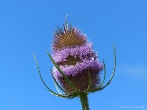 Wild Teasel (Dipsacus fullonum)