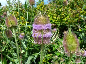 Wild Teasel (Dipsacus fullonum)