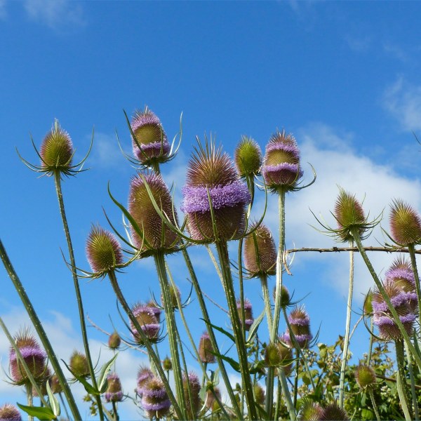 Wild Teasel (Dipsacus fullonum)
