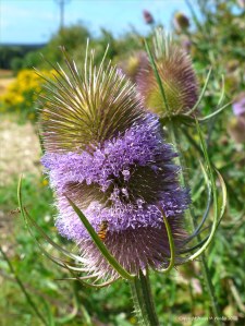 Wild Teasel (Dipsacus fullonum)