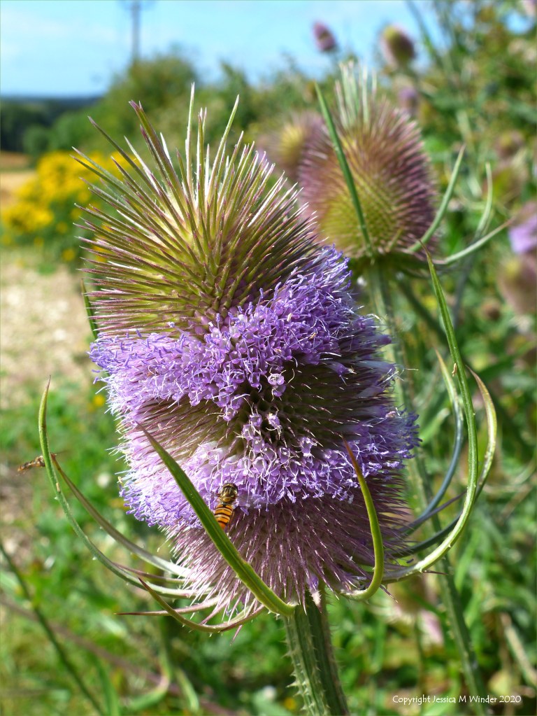 Wild Teasel (Dipsacus fullonum)