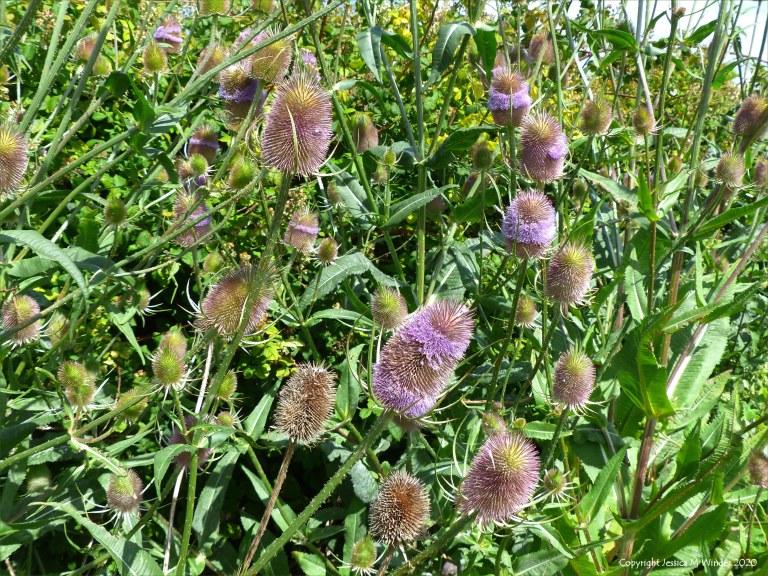 Wild Teasel (Dipsacus fullonum)