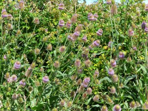 Wild Teasel (Dipsacus fullonum)
