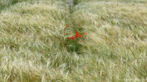 Wild poppies in a barley field
