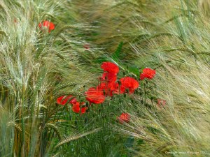 Wild poppies in a barley field