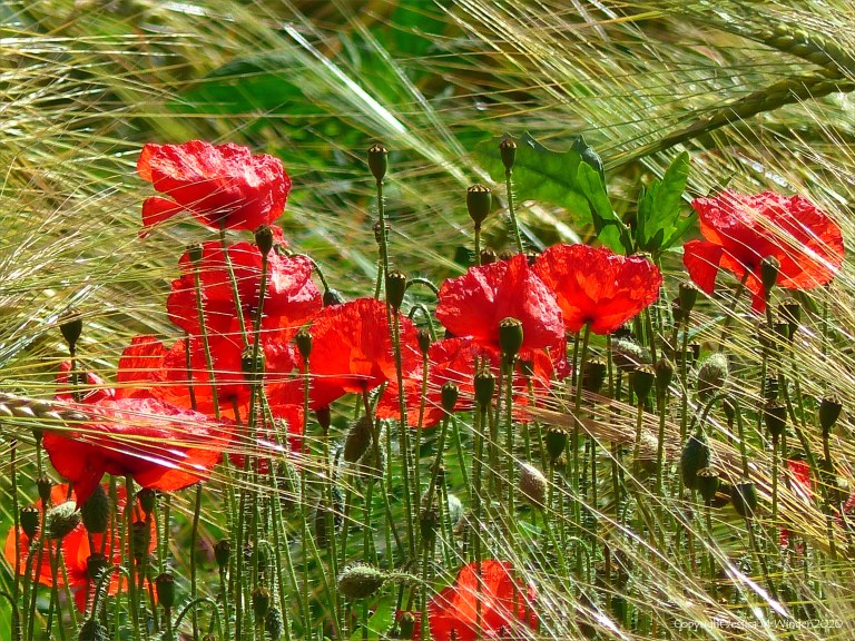 Wild poppies in a barley field