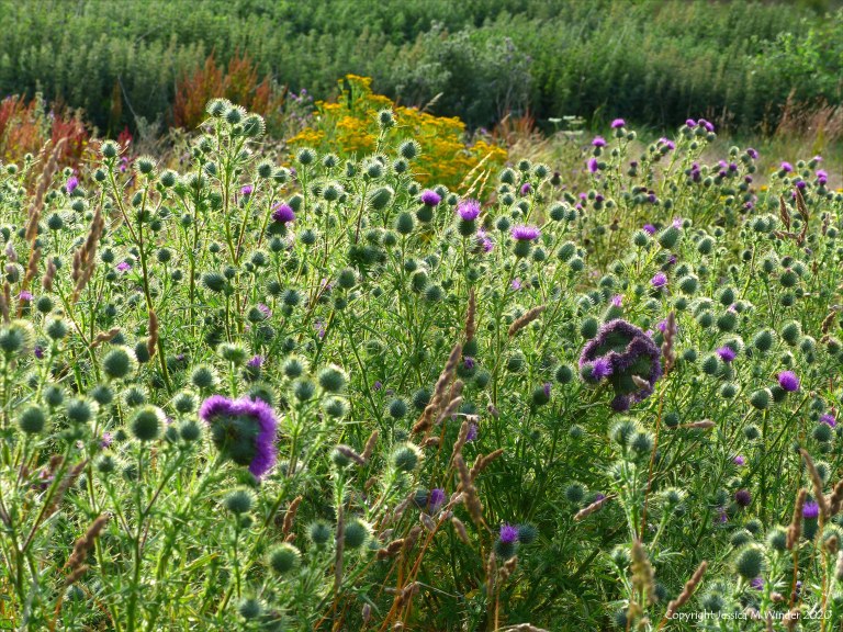 Countryside views near Charlton Down in Dorset
