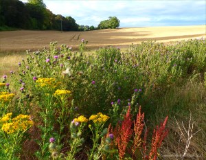 Countryside views near Charlton Down in Dorset
