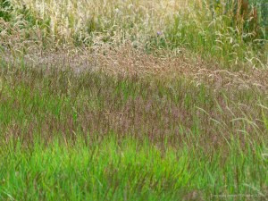 Countryside views near Charlton Down in Dorset