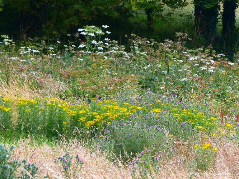 Countryside views near Charlton Down in Dorset