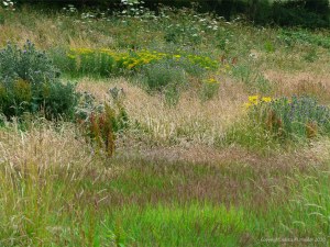 Countryside views near Charlton Down in Dorset