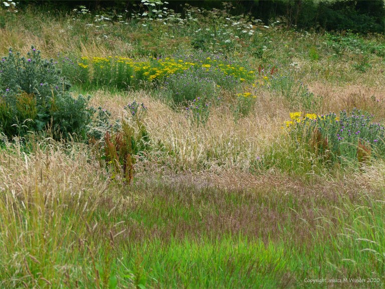 Countryside views near Charlton Down in Dorset