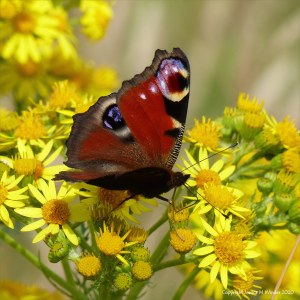 Peacock butterfly on ragwort