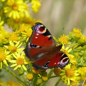 Peacock butterfly on ragwort