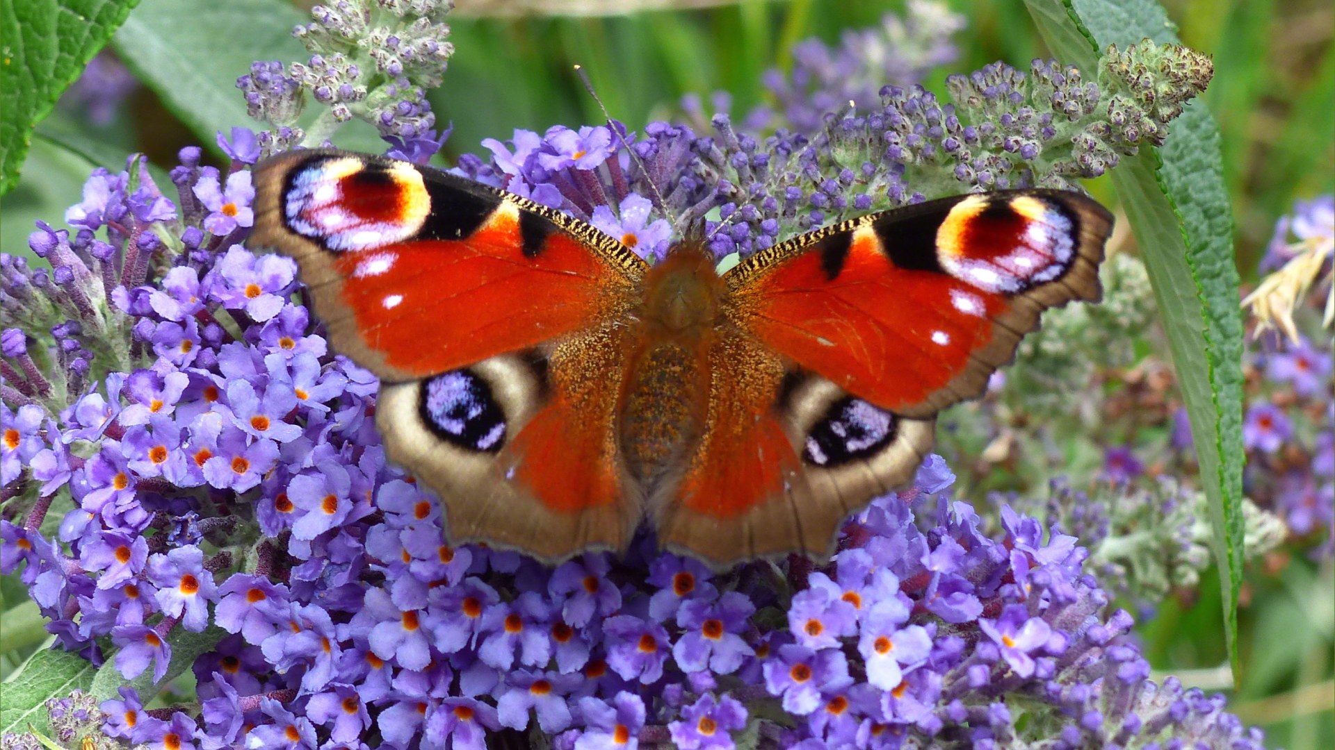 Peacock butterfly on Buddleia