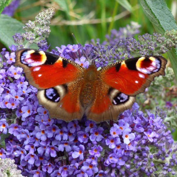 Peacock butterfly on Buddleia