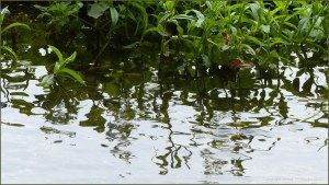 River Cerne between Charlton Down and Charminster in Dorset