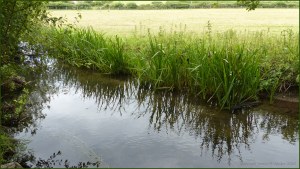 River Cerne between Charlton Down and Charminster in Dorset
