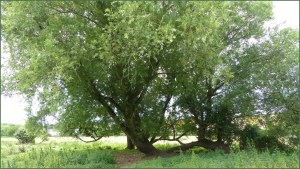 River Cerne between Charlton Down and Charminster in Dorset