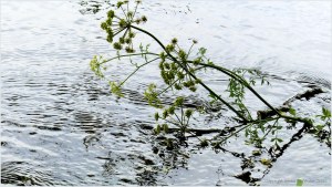River Cerne between Charlton Down and Charminster in Dorset