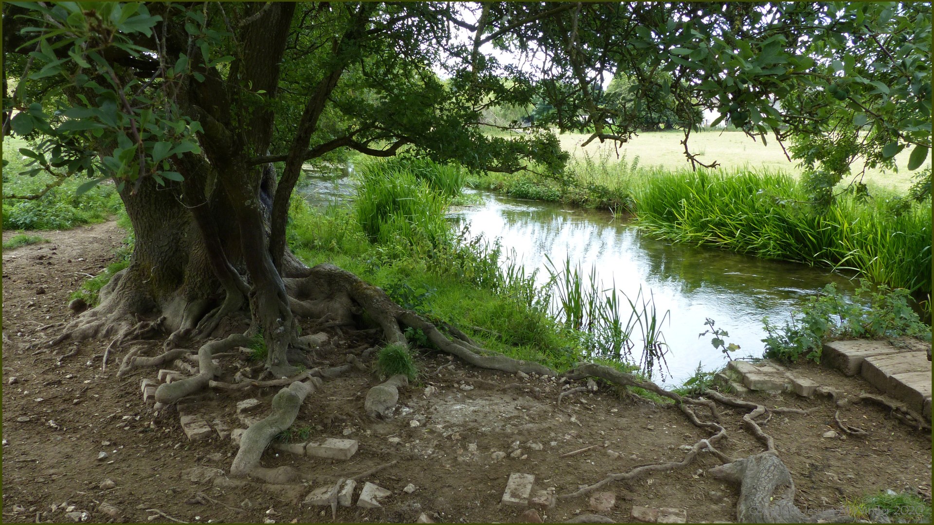 River Cerne between Charlton Down and Charminster in Dorset
