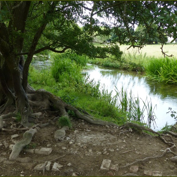 River Cerne between Charlton Down and Charminster in Dorset