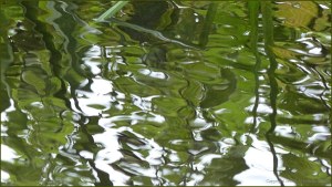 River Cerne between Charlton Down and Charminster in Dorset