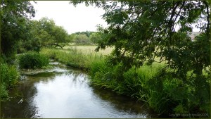 River Cerne between Charlton Down and Charminster in Dorset