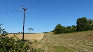 Details of a mown field in July at Charlton Down