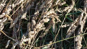 Details of a mown field in July at Charlton Down