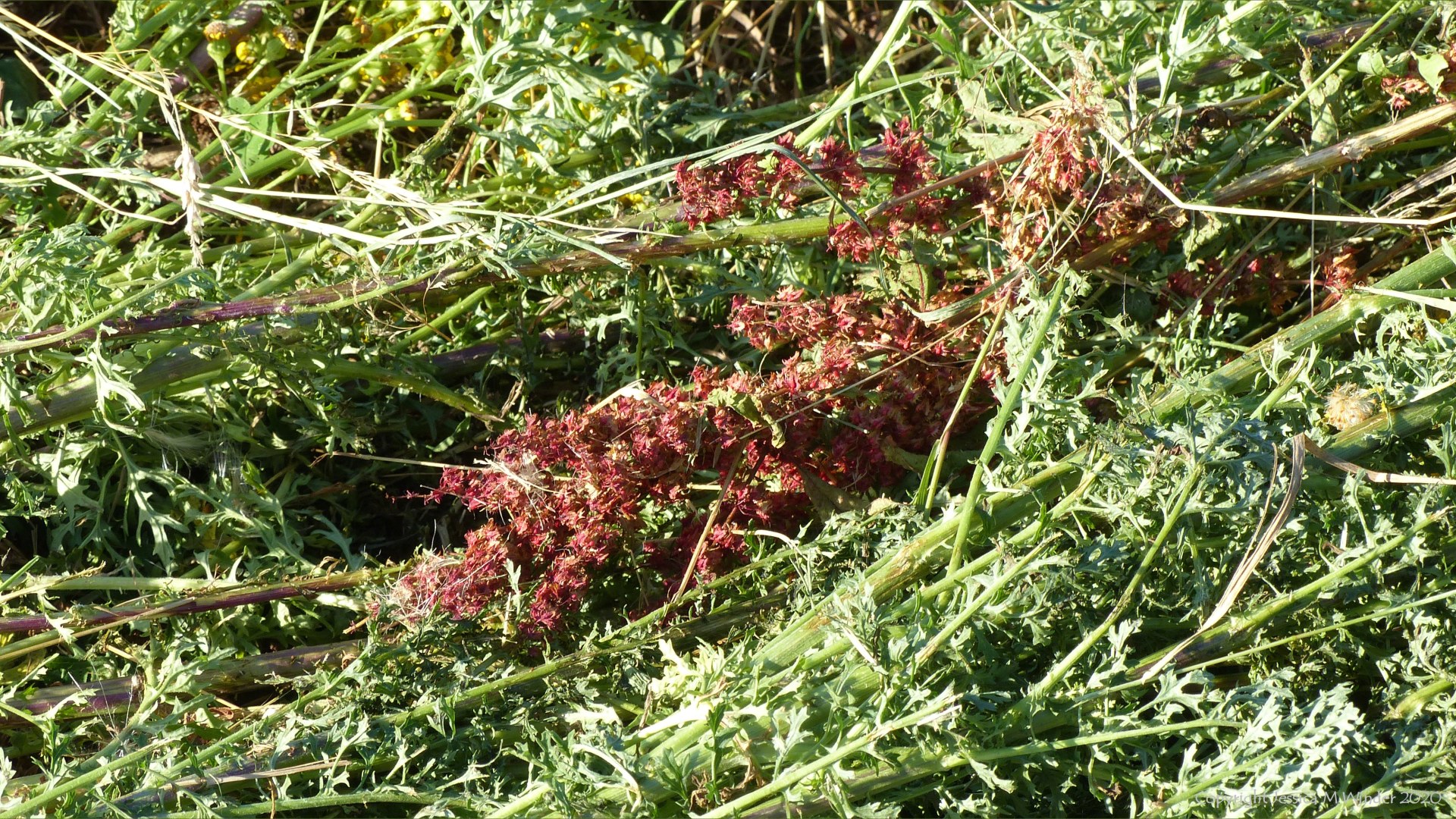 Details of a mown field in July at Charlton Down