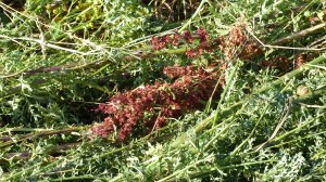 Details of a mown field in July at Charlton Down